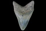 Serrated, Lower Megalodon Tooth - Beautiful Enamel #76177-2